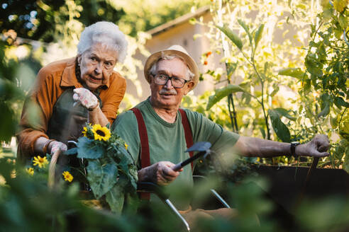 Porträt eines älteren Ehepaars, das sich um Gemüsepflanzen in einem städtischen Garten kümmert. Rentner, die gemeinsam im Gemeinschaftsgarten ihrer Wohnanlage gärtnern. Bewohner eines Pflegeheims bei der Gartenarbeit im Freien. - HPIF34569