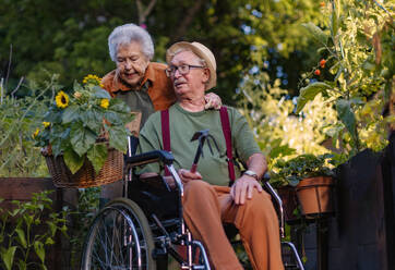 Porträt eines älteren Ehepaars, das sich um Gemüsepflanzen in einem städtischen Garten kümmert. Rentner, die gemeinsam im Gemeinschaftsgarten ihrer Wohnanlage gärtnern. Bewohner eines Pflegeheims bei der Gartenarbeit im Freien. - HPIF34571