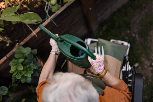 Nahaufnahme einer älteren Frau im Rollstuhl, die sich um eine Zucchinipflanze im städtischen Garten kümmert. Ältere Frau bewässert Pflanzen in Hochbeeten im Gemeinschaftsgarten in ihrem Wohnkomplex. Aufnahme von oben. - HPIF34572