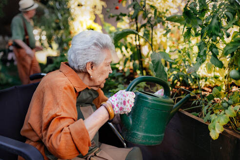 Porträt einer älteren Frau, die sich um Gemüsepflanzen im städtischen Garten kümmert. Ältere Dame, die Tomatenpflanzen im Gemeinschaftsgarten ihrer Wohnanlage gießt. Bewohner eines Pflegeheims bei der Gartenarbeit im Freien. - HPIF34574