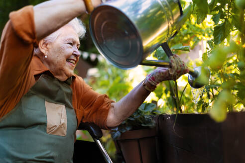 Porträt einer älteren Frau, die sich um Gemüsepflanzen im städtischen Garten kümmert. Ältere Dame, die Tomatenpflanzen im Gemeinschaftsgarten ihrer Wohnanlage gießt. Bewohner eines Pflegeheims bei der Gartenarbeit im Freien. - HPIF34576