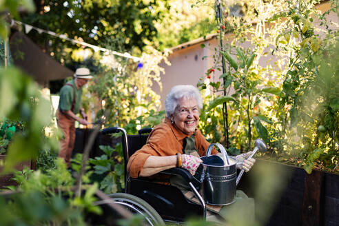 Nahaufnahme einer älteren Frau im Rollstuhl, die sich um eine Zucchinipflanze im städtischen Garten kümmert. Ältere Frau bewässert Pflanzen in Hochbeeten im Gemeinschaftsgarten in ihrem Wohnkomplex. Aufnahme von oben. - HPIF34577