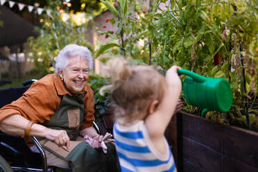 Portrait of a little adorable girl working in garden her grandmother in wheelchair. A young girl watering plants, takes care of vegetables growing in raised beds. - HPIF34579