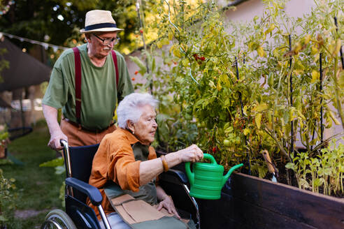 Porträt eines älteren Ehepaars, das sich um Gemüsepflanzen in einem städtischen Garten kümmert. Rentner, die gemeinsam im Gemeinschaftsgarten ihrer Wohnanlage gärtnern. Bewohner eines Pflegeheims bei der Gartenarbeit im Freien. - HPIF34583