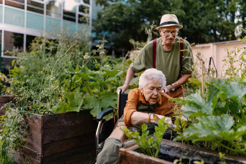 Porträt von älteren Freunden, die sich um Gemüsepflanzen in einem städtischen Garten kümmern. Rentner, die ihre Zeit gemeinsam im Gemeinschaftsgarten ihrer Wohnanlage verbringen. Bewohner eines Pflegeheims bei der Gartenarbeit im Freien. Frau im Rollstuhl pflanzt Blumen. - HPIF34584