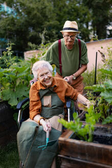 Porträt eines älteren Ehepaars, das sich um Gemüsepflanzen in einem städtischen Garten kümmert. Rentner, die gemeinsam im Gemeinschaftsgarten ihrer Wohnanlage gärtnern. Bewohner eines Pflegeheims bei der Gartenarbeit im Freien. - HPIF34586