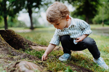 Cute little boy looking for, observing bugs in public park. Young boy squatting and exploring nature, looking for bugs, ladybugs or ants. Kindergartner, preschooler spending afternoon time outdoors in the city. - HPIF34886