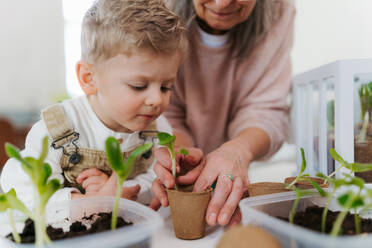 Grandmother with her grandson planting vegetables and flowers, spring time. - HPIF34966