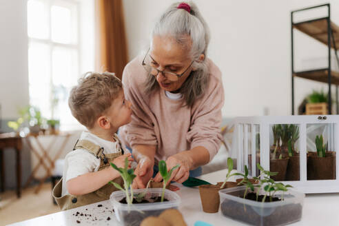 Großmutter mit ihrem Enkel beim Pflanzen von Gemüse und Blumen, im Frühling. - HPIF34968