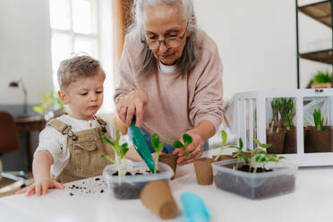 Großmutter mit ihrem Enkel beim Pflanzen von Gemüse und Blumen, im Frühling. - HPIF34969