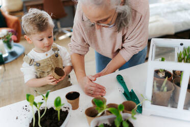 Großmutter mit ihrem Enkel beim Pflanzen von Gemüse und Blumen, im Frühling. - HPIF34971
