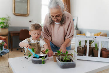 Großmutter mit ihrem Enkel beim Pflanzen von Gemüse und Blumen, im Frühling. - HPIF34973