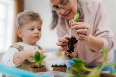 Großmutter mit ihrem Enkel beim Pflanzen von Gemüse und Blumen, im Frühling. - HPIF34981