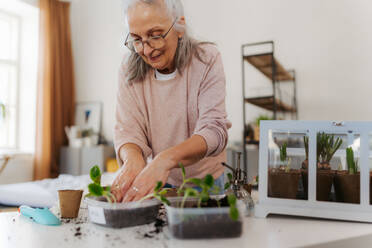 Senior woman planting vegetables and flowers. Beautiful woman taking care of seedlings. - HPIF34985