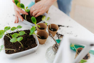 Close up of replanting a vegetable, spring concept. - HPIF34987