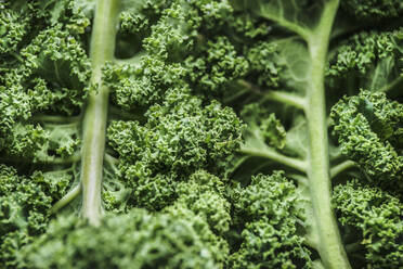 Close up of raw green kale leaves. Healthy seasonal winter vegetable with vitamin c. Structure of cabbage leaves. Top view. - ADSF50340