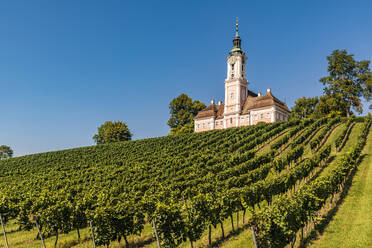 Deutschland, Baden-Württemberg, Birnau, Grüner Weinberg vor der Wallfahrtskirche von Birnau - WDF07479