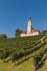 Germany, Baden-Wurttemberg, Birnau, Green vineyard in front of Pilgrimage Church of Birnau - WDF07480