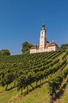 Deutschland, Baden-Württemberg, Birnau, Grüner Weinberg vor der Wallfahrtskirche von Birnau - WDF07480