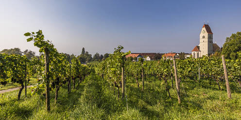 Deutschland, Baden-Württemberg, Hagnau, Panoramablick auf grünen Sommerweinberg - WDF07482