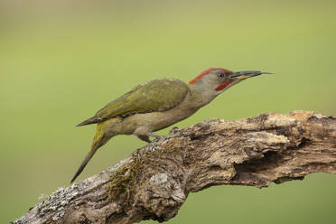 A vibrant green woodpecker is captured in its natural habitat, perched attentively on an aged tree branch, against a soft green background. - ADSF50393