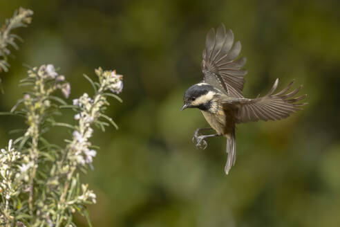 Ein Meisenvogel im Flug mit ausgebreiteten Flügeln, umgeben von blühenden weißen Blumen. - ADSF50396