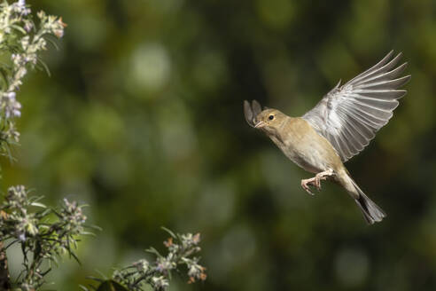 Ein kleiner, zierlicher Finkenvogel breitet seine Flügel im Flug zwischen den zarten Blüten eines blühenden Busches aus, aufgenommen mit einem dunklen, unscharfen Hintergrund. - ADSF50398