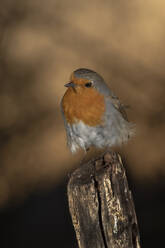 A serene European robin rests atop a weathered wooden post, its feathers puffed out, against a soft-focus golden background. - ADSF50399