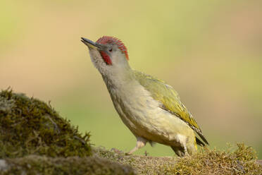 A vibrant green woodpecker rests on a moss-covered branch, its red crown contrasting with a soft, blurred background. - ADSF50401