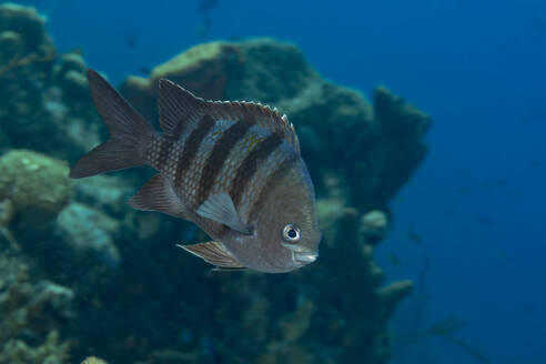 Ein einsamer tropischer Scherenschwanz-Sergeantenfisch mit ausgeprägten Streifen gleitet durch das blaue Wasser seines Korallenriffs und strahlt Ruhe und Anmut aus. - ADSF50402