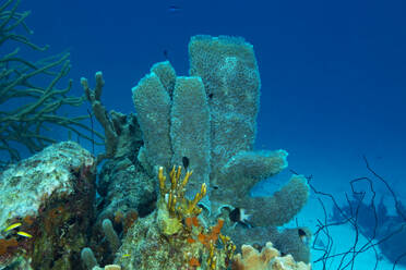Dieses Bild zeigt eine atemberaubende Unterwasserszene mit einem Vasenschwamm und einem Korallenriff mit verschiedenen Meeresbewohnern in tropischen Gewässern. - ADSF50403