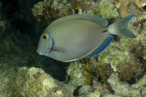 Ein heiterer tropischer Ozean-Doktorfisch mit blauen Rändern und gelben Augen schwimmt an einem Korallenriff vorbei und zeigt die Schönheit des Meereslebens. - ADSF50405