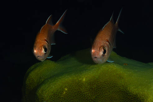 Ein Paar rötlicher Fische mit auffälligen Augen schwimmt über einem grünen Korallenriff und schafft eine heitere Unterwasserszene. - ADSF50408