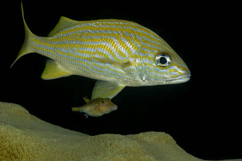 Ein leuchtend gestreifter gelber Grunzfisch, aufgenommen in seinem natürlichen Lebensraum in der Nähe eines Korallenriffs mit dunklem Meereshintergrund. - ADSF50409
