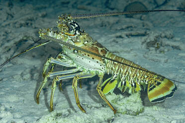 A vibrant spotted caribbean lobster with long antennae poised on a sandy underwater landscape. - ADSF50410