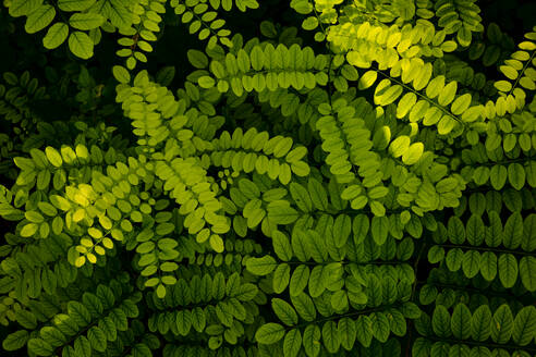 Eine Aufnahme von oben auf eine dichte Farnvegetation mit verschiedenen Grüntönen und sich überlappenden Blättern in einer natürlichen Anordnung - ADSF50414