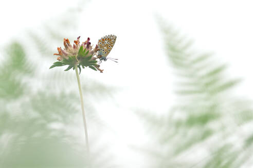 Ein zierlicher Schmetterling hockt auf den Resten einer Kleeblüte, während im Hintergrund sanfte Farnmuster verschwimmen, die Ruhe und die subtile Schönheit der Natur vermitteln - ADSF50415