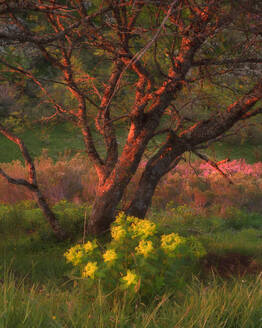 Warmes Sonnenlicht durchflutet einen Baum und gelbe Wildblumen auf einer ruhigen Wiese während eines ruhigen Sonnenaufgangs im Frühling, der das Erwachen der Natur illustriert - ADSF50420