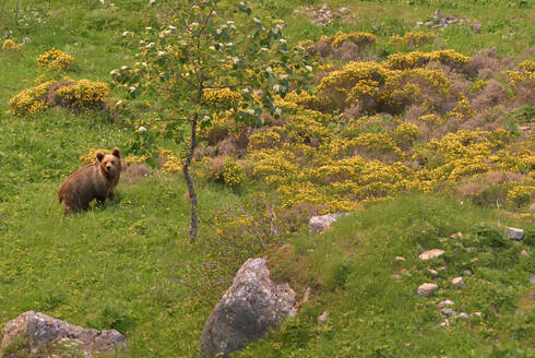 Ein einsamer Braunbär ist auf einer leuchtend grünen, mit gelben Wildblumen übersäten Wiese zu sehen, die die Schönheit der Tierwelt in ihrem natürlichen Lebensraum veranschaulicht - ADSF50421