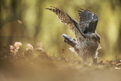 Ein auffälliges Habichtweibchen (Accipiter gentilis), das mitten im Flug in einem ruhigen Waldgebiet aufgenommen wurde. - ADSF50445