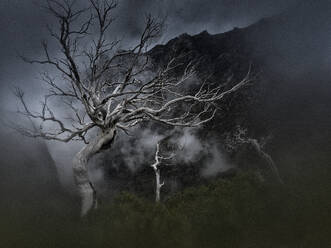 Portugal, Madeira, Bäume durch Waldbrand auf dem Pico Ruivo getötet - DSGF02480