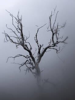 Portugal, Madeira, Toter Baum in dichtem Nebel gehüllt - DSGF02482