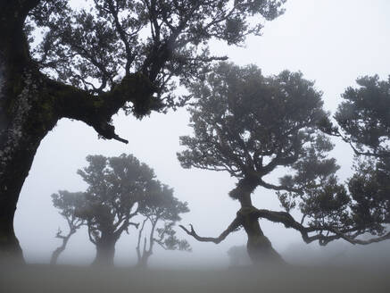 Portugal, Madeira, Lorbeerwald auf Madeira Wald bei nebligem Wetter - DSGF02484