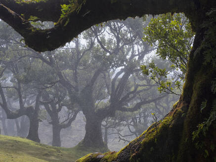 Portugal, Madeira, Lorbeerwald auf Madeira Wald bei nebligem Wetter - DSGF02485