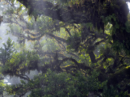 Portugal, Madeira, Lorbeerwald auf Madeira Wald bei nebligem Wetter - DSGF02486