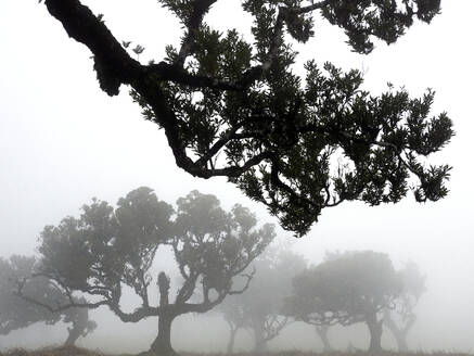 Portugal, Madeira, Lorbeerwald auf Madeira Wald bei nebligem Wetter - DSGF02487