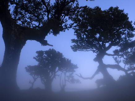 Portugal, Madeira, Lorbeerwald auf Madeira Wald bei nebligem Wetter - DSGF02488