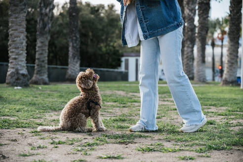 Playful poodle dog sitting near woman at park - GDBF00115