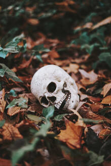 Human skull on autumn leaves - SVCF00419