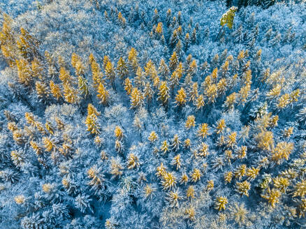Deutschland, Baden-Württemberg, Luftaufnahme eines schneebedeckten Waldes im Remstal - STSF03800